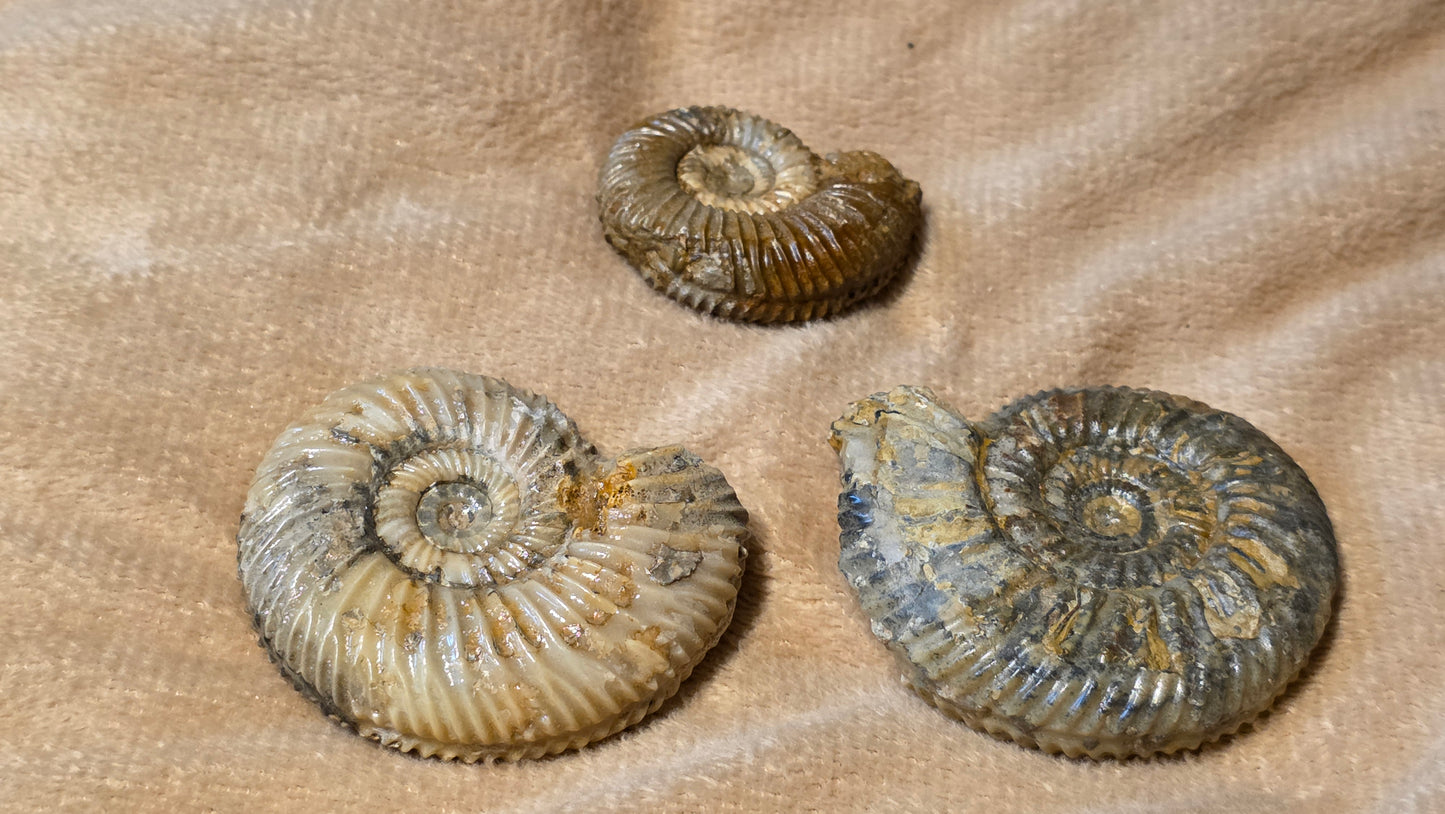 Parkinsonia fossils x3 id djf0110