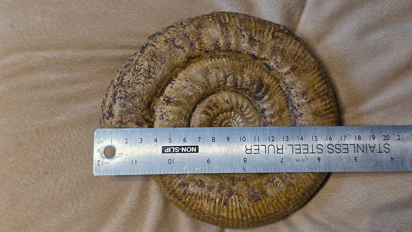 stephanoceras humphriesianum fossil id djf0104