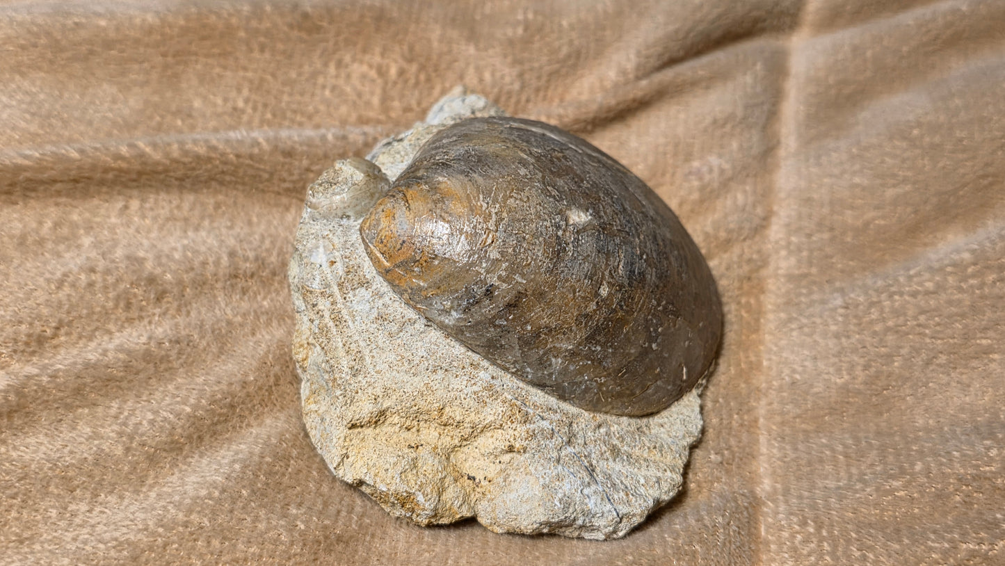 Astarte Obliqua Bivalve fossil id djf0112