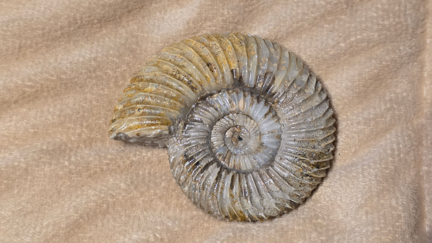 Parkinsonia fossil  id djf0116