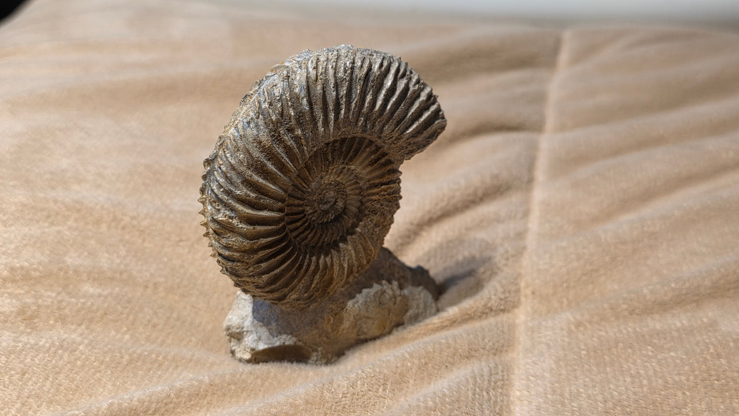 Parkinsonia fossil  id djf0114