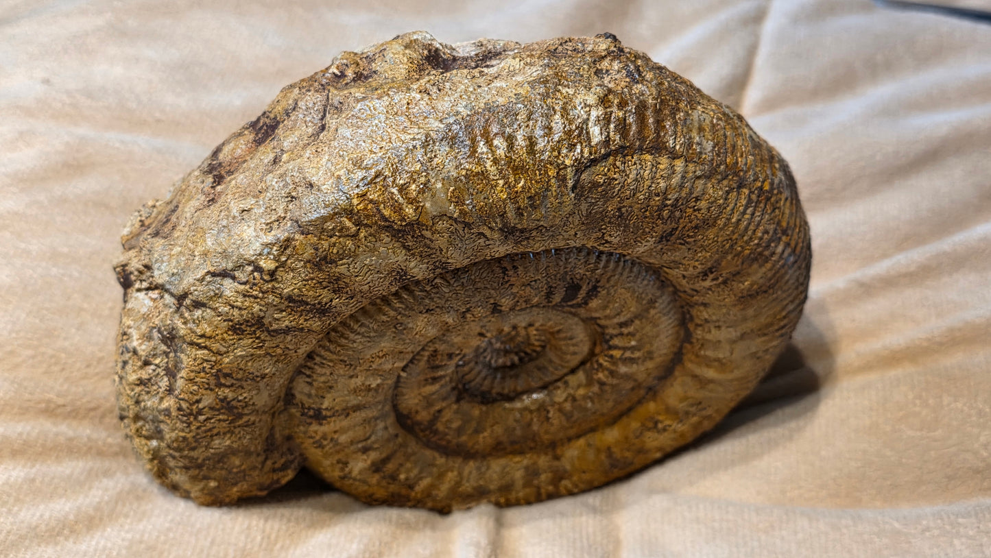 stephanoceras humphriesianum fossil id djf0104