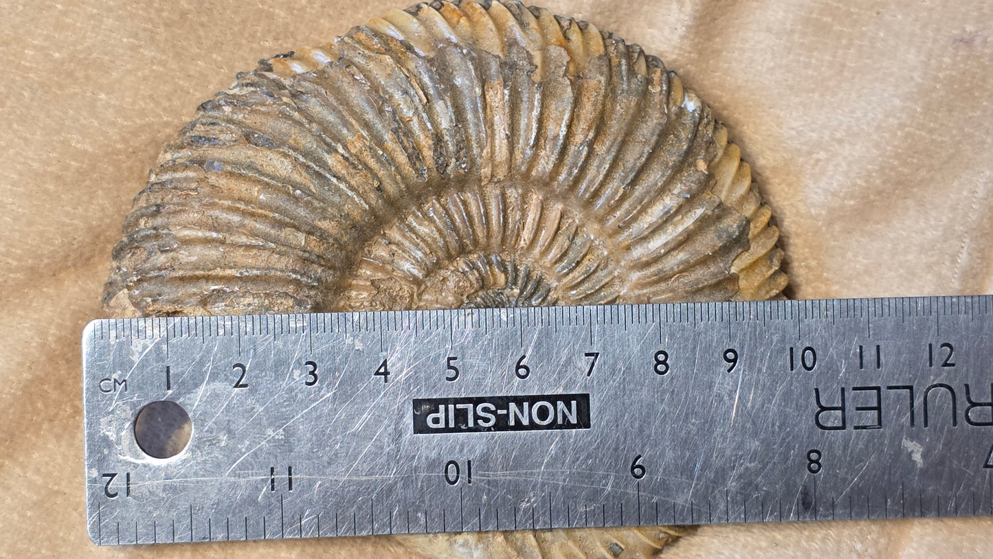 Parkinsonia fossil  id djf0105