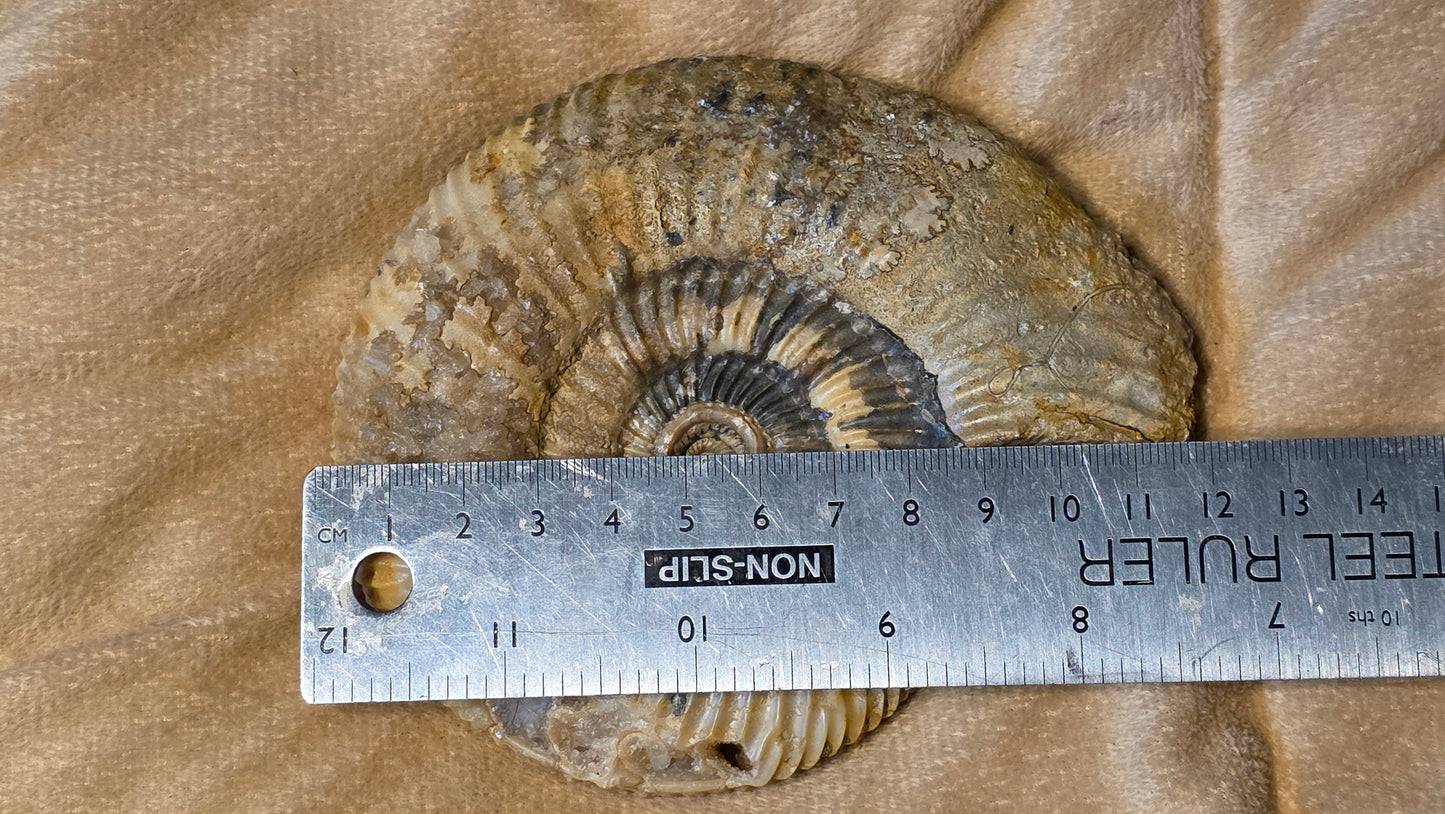 Parkinsonia fossil  id djf0106