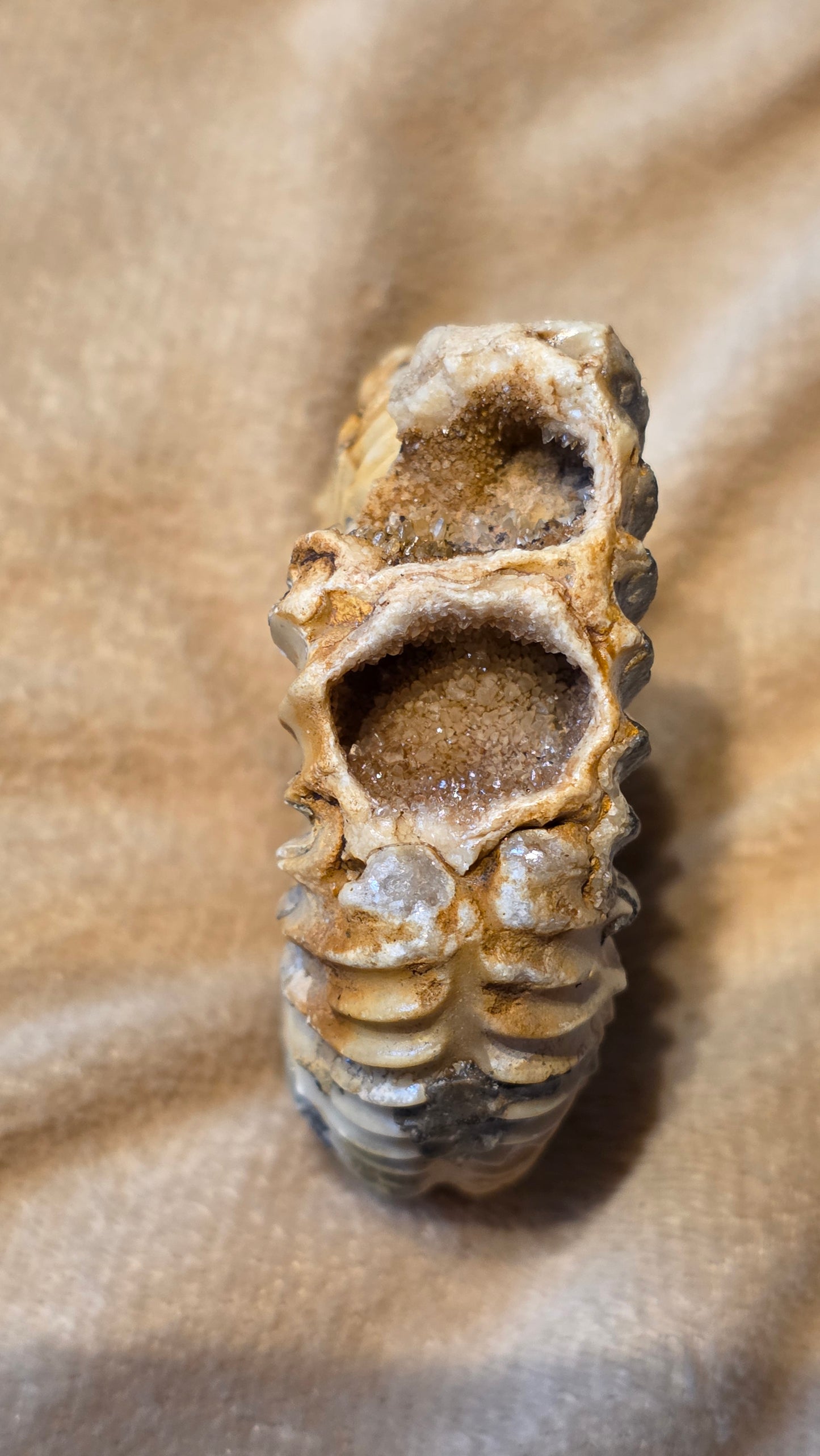 Parkinsonia fossil  id djf0107