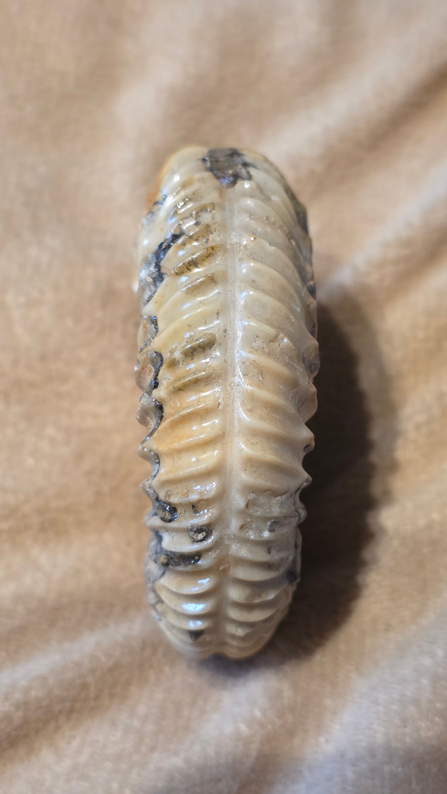 Parkinsonia fossil  id djf0107