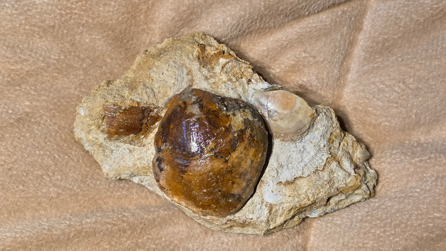 Astarte Obliqua Bivalve fossil id djf0111