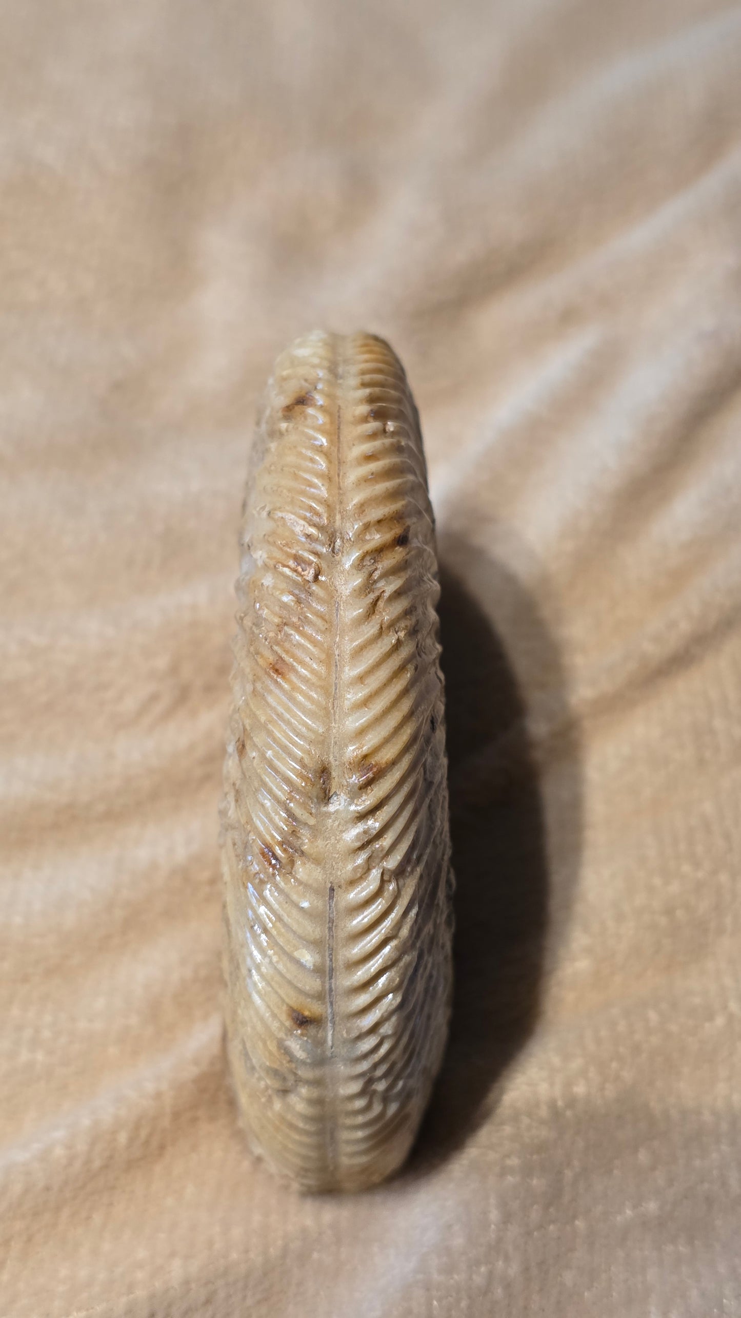 Parkinsonia fossil  id djf0109