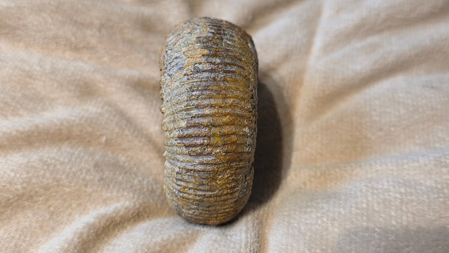 stephanoceras humphriesianum fossil id djf0103