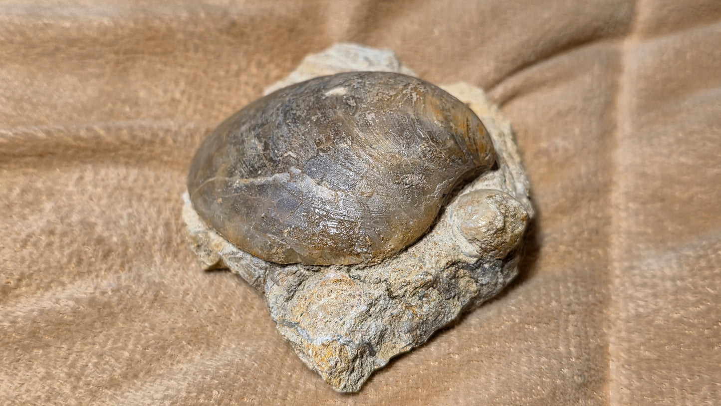 Astarte Obliqua Bivalve fossil id djf0112