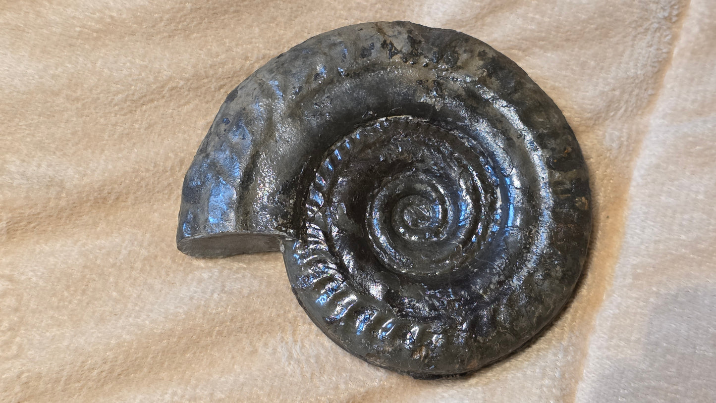 Hildoceras Bifrons fossil id djf0101