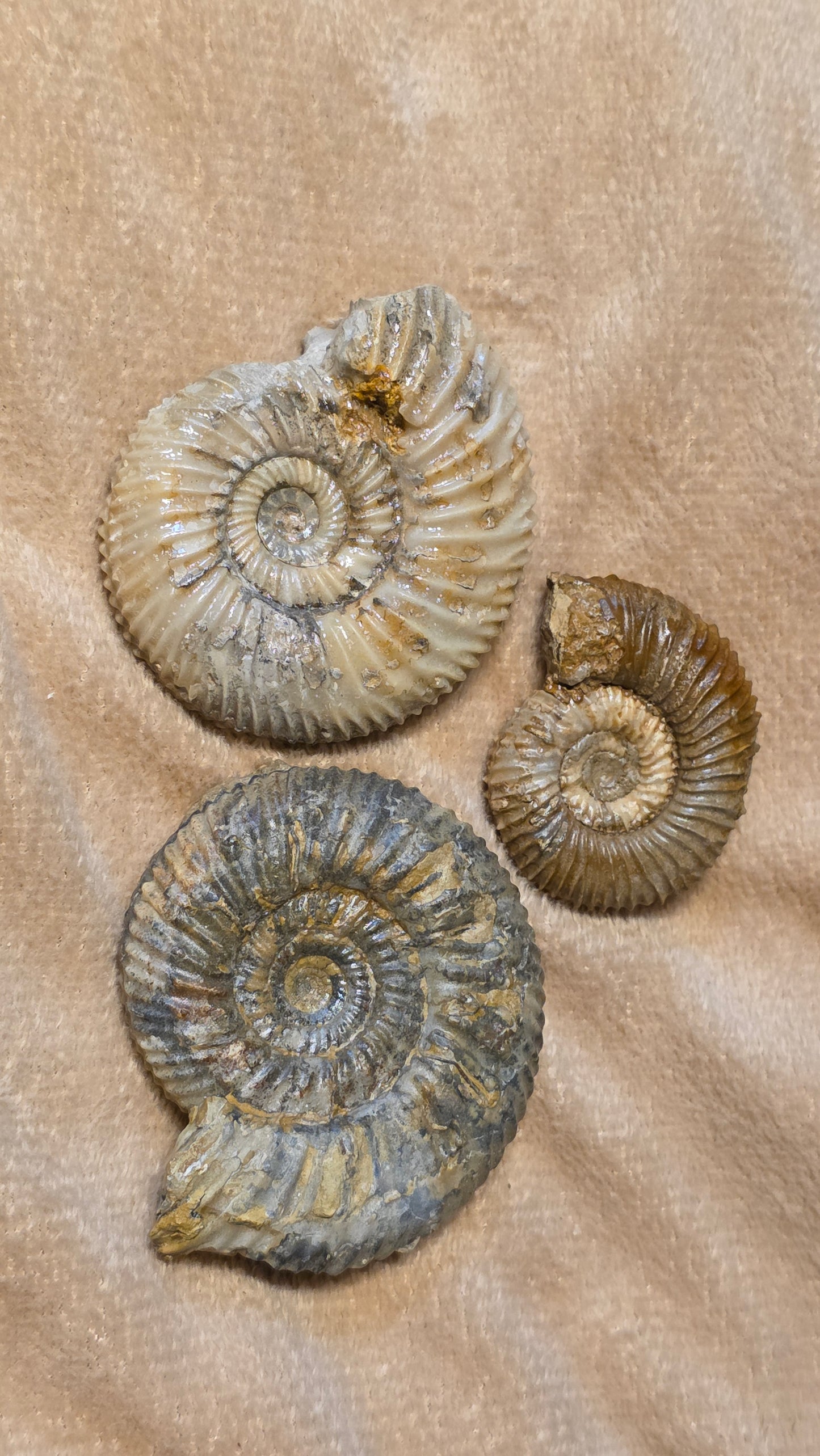 Parkinsonia fossils x3 id djf0110