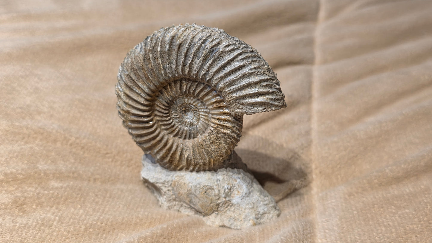 Parkinsonia fossil  id djf0114