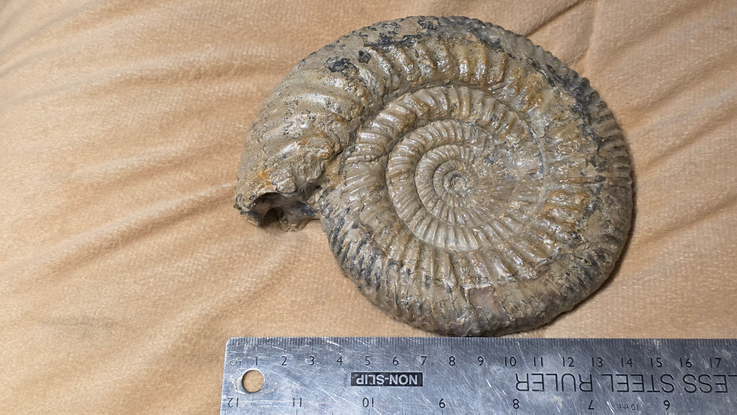 Parkinsonia ?? fossil  id djf0115