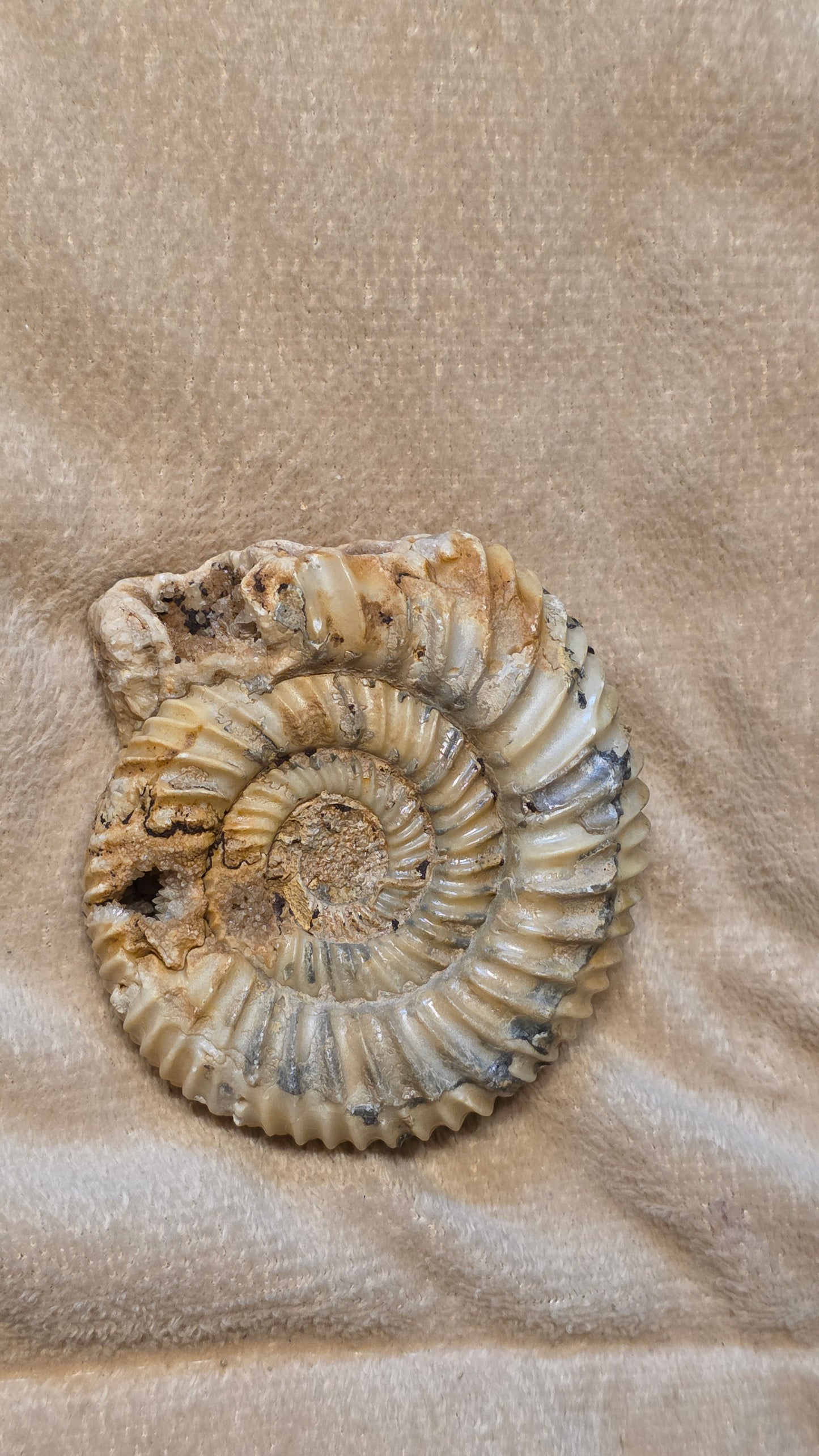 Parkinsonia fossil  id djf0107