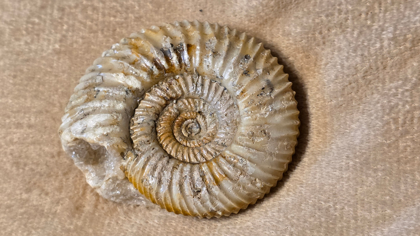 Parkinsonia fossil  id djf0108