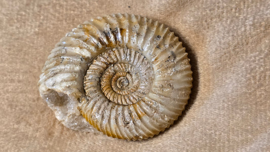 Parkinsonia fossil  id djf0108