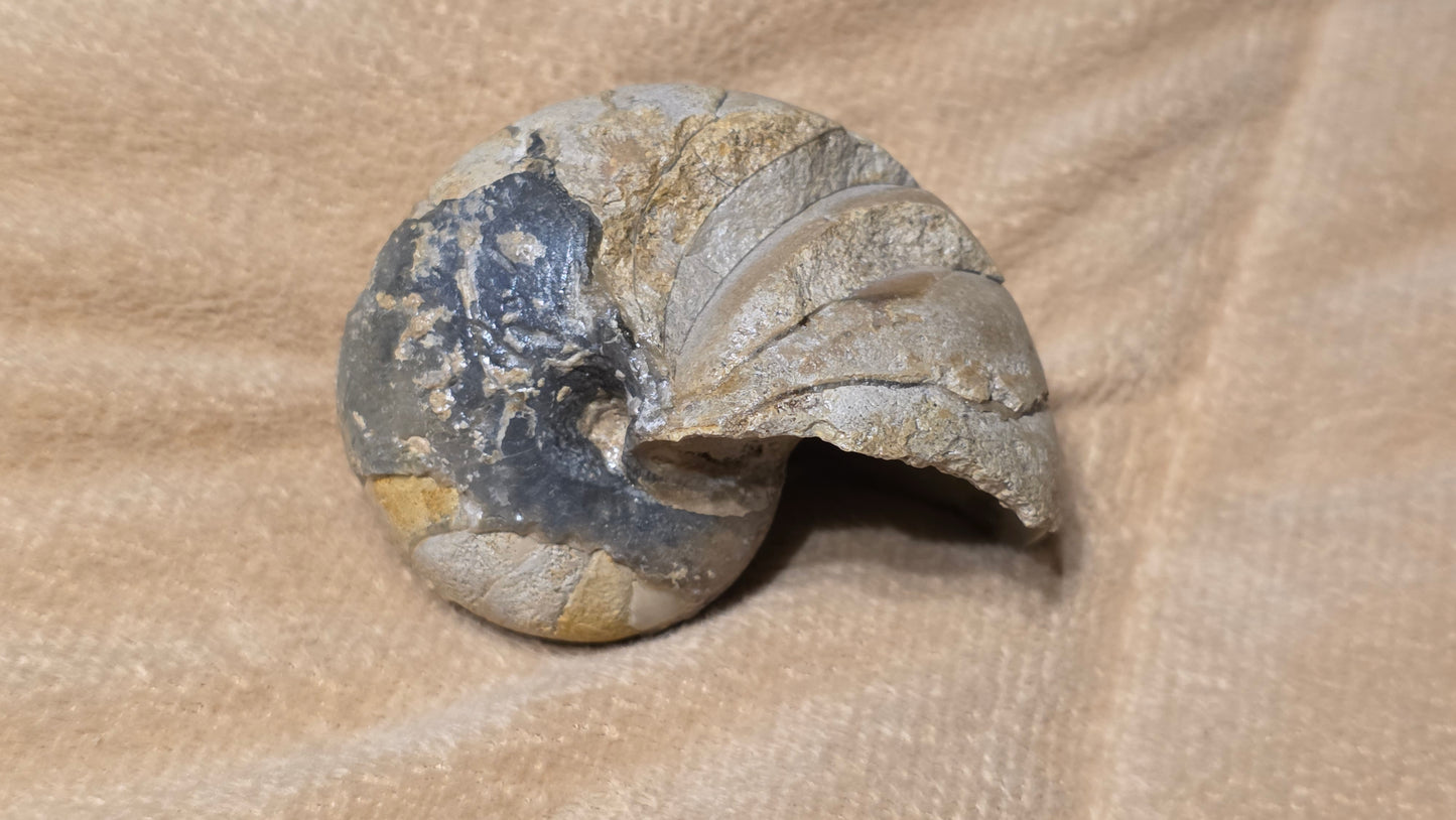 Cenoceras inornatum fossil id djf0117