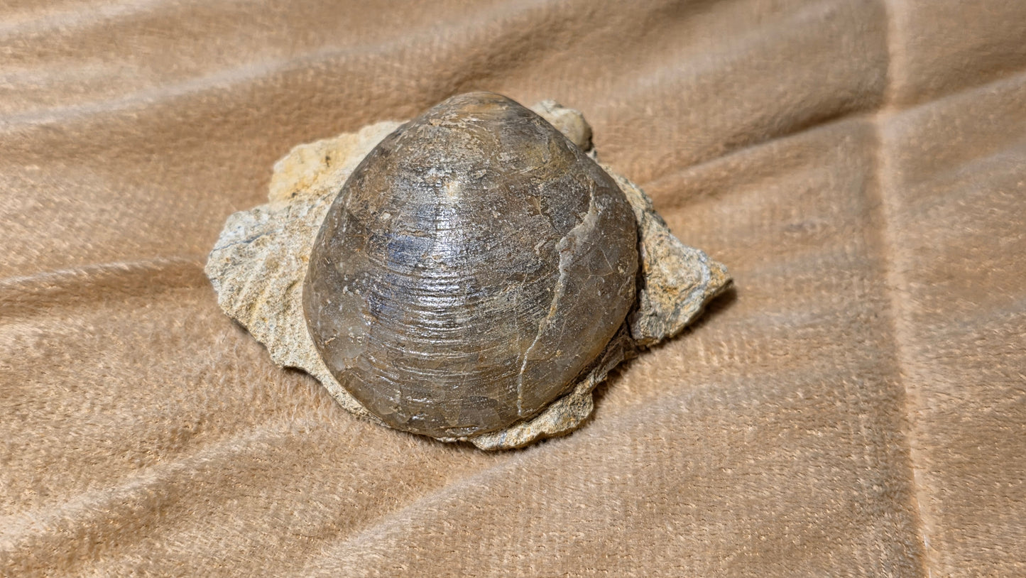 Astarte Obliqua Bivalve fossil id djf0112