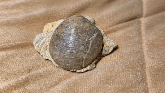 Astarte Obliqua Bivalve fossil id djf0112