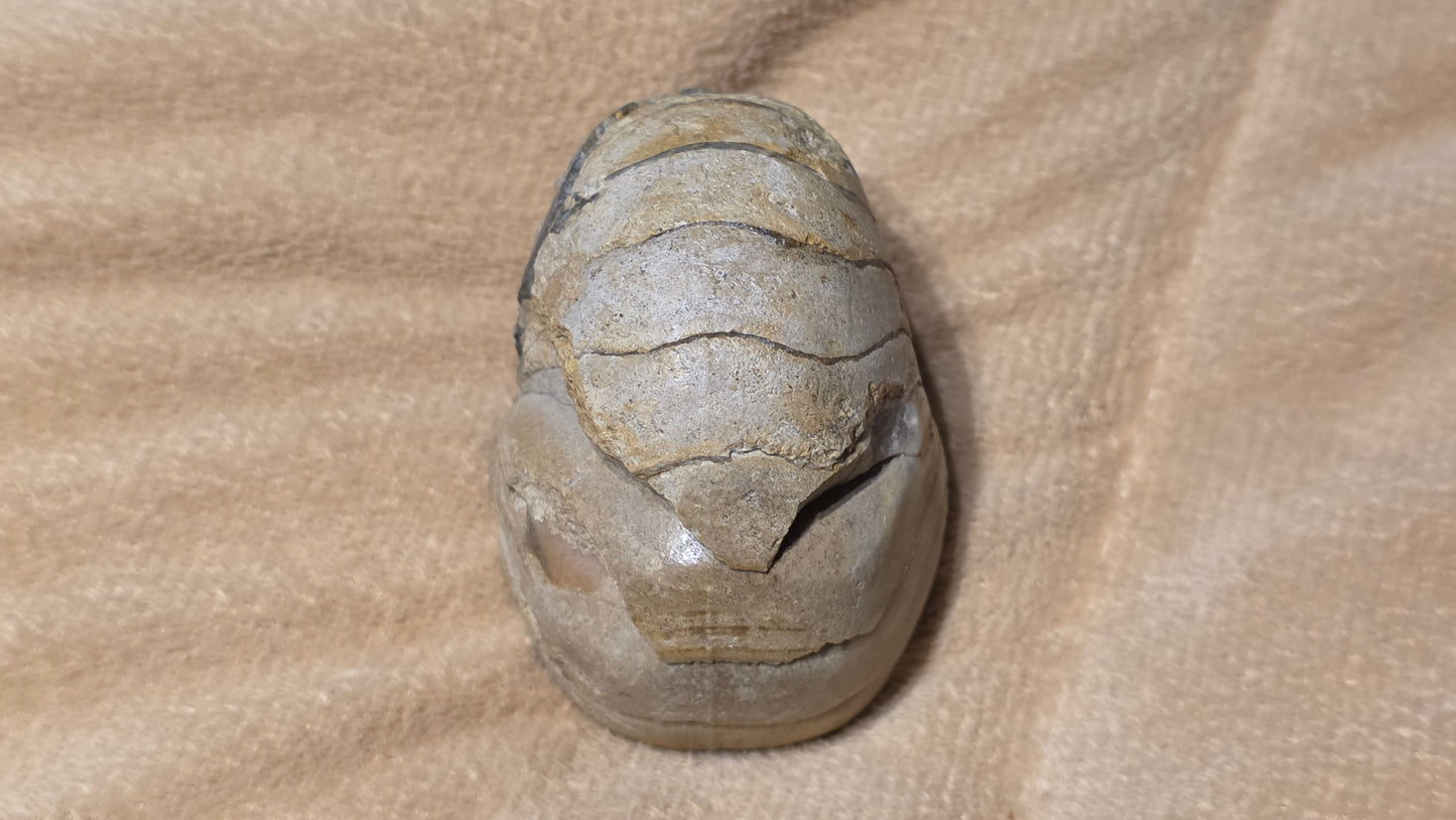 Cenoceras inornatum fossil id djf0117