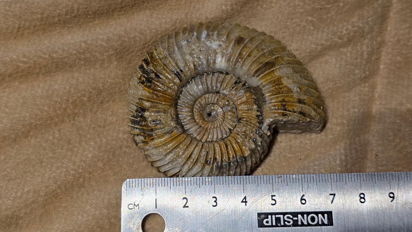 Parkinsonia fossil  id djf0116