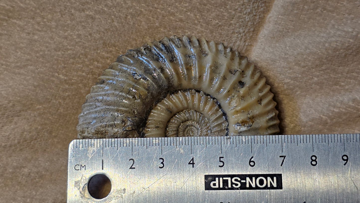 Parkinsonia fossil  id djf0100