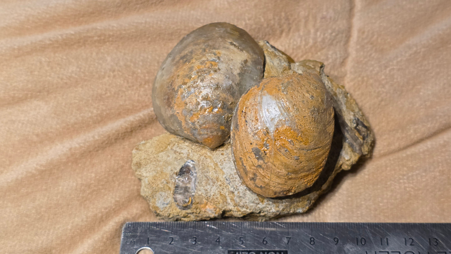 Astarte Obliqua Bivalve fossil id djf0113