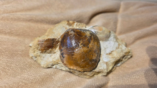 Astarte Obliqua Bivalve fossil id djf0111
