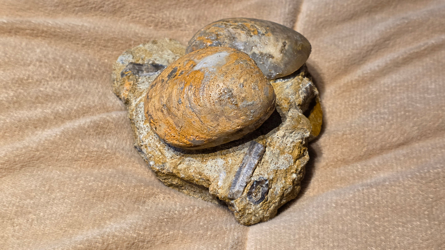 Astarte Obliqua Bivalve fossil id djf0113