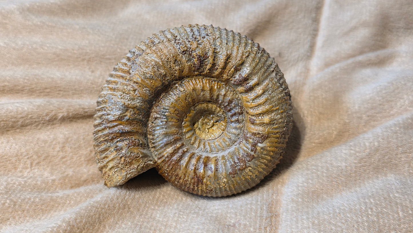 stephanoceras humphriesianum fossil id djf0103