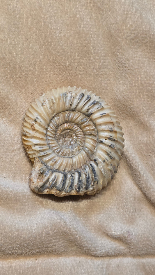 Parkinsonia fossil  id djf0107