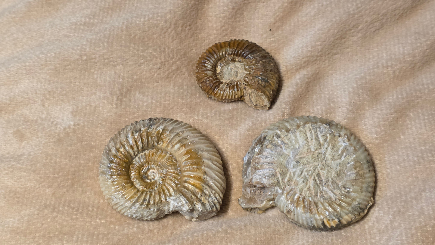 Parkinsonia fossils x3 id djf0110