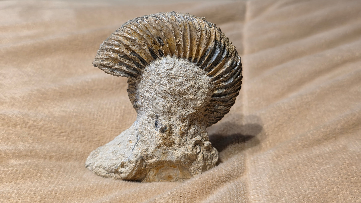 Parkinsonia fossil  id djf0114
