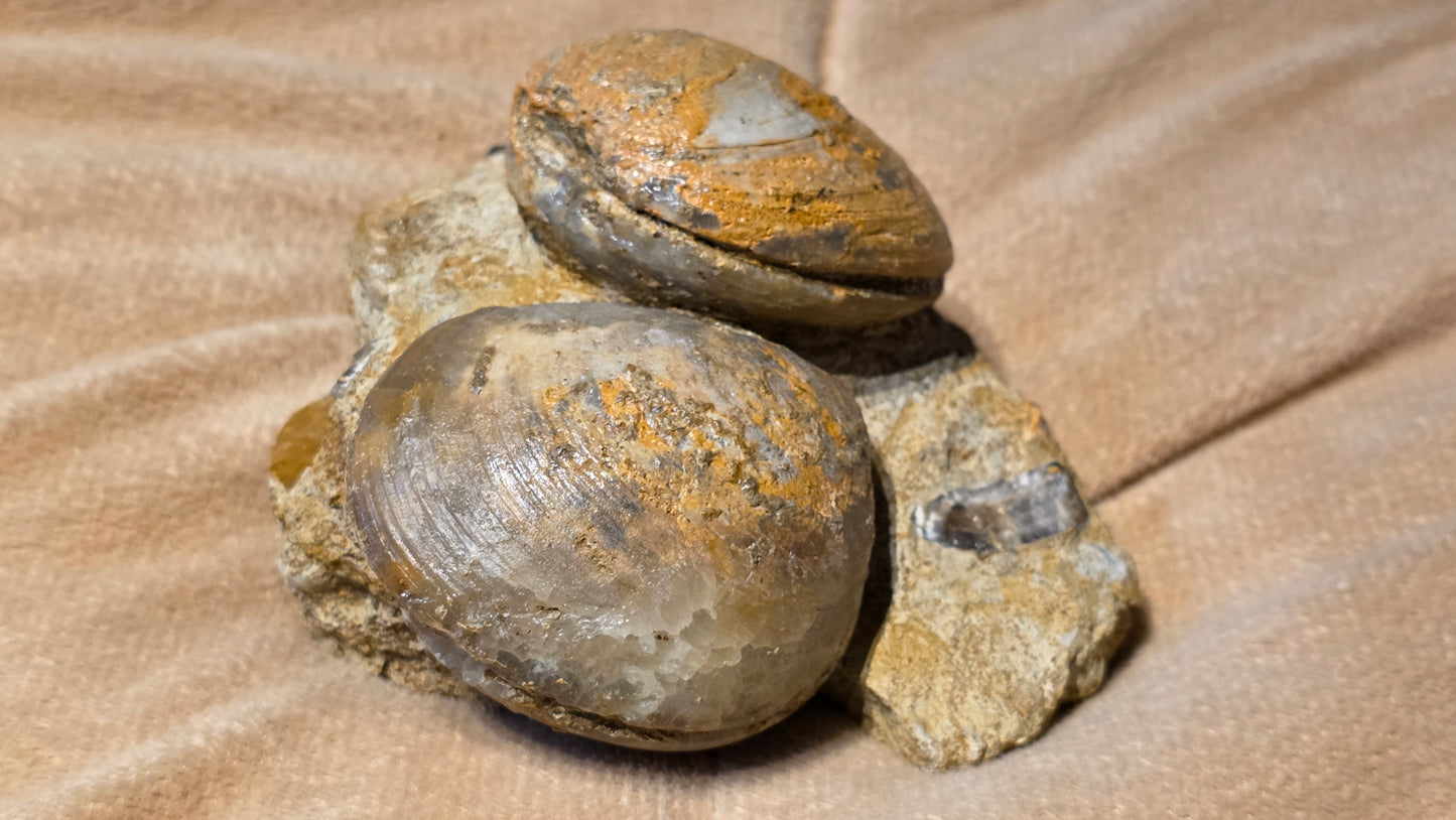 Astarte Obliqua Bivalve fossil id djf0113