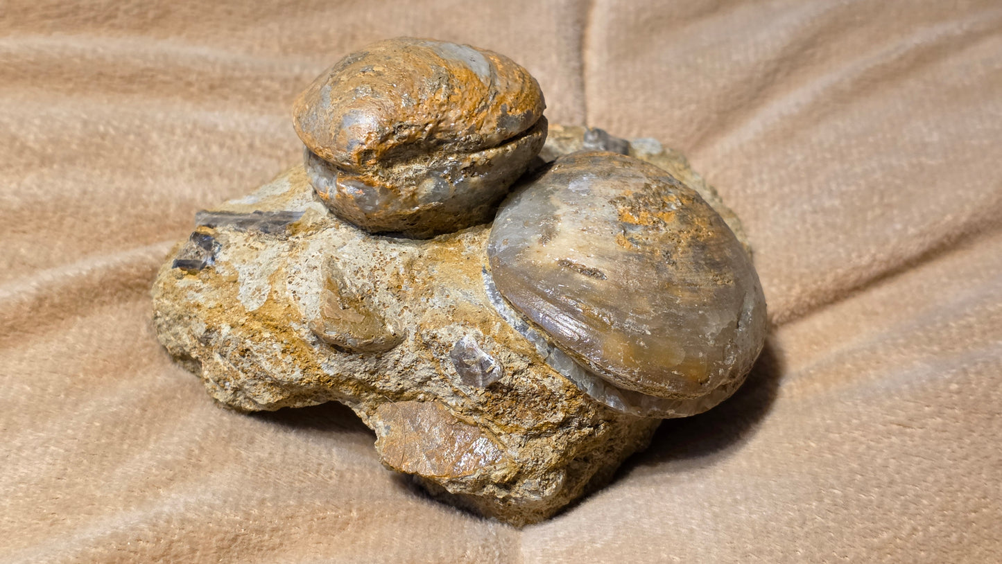 Astarte Obliqua Bivalve fossil id djf0113