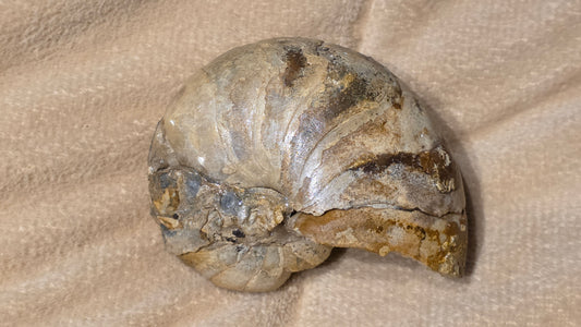 Cenoceras inornatum fossil id djf0118