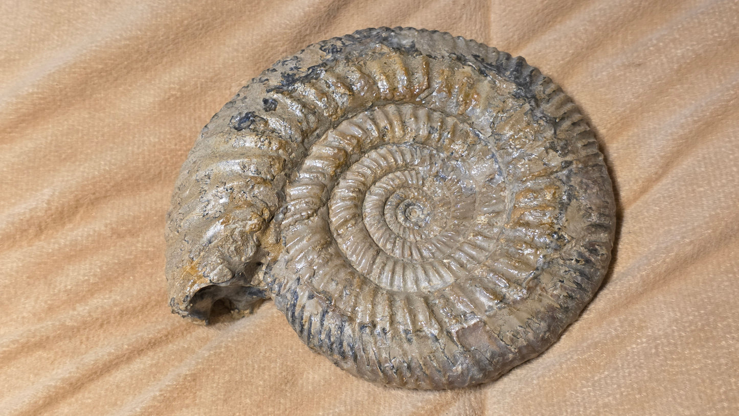 Parkinsonia ?? fossil  id djf0115