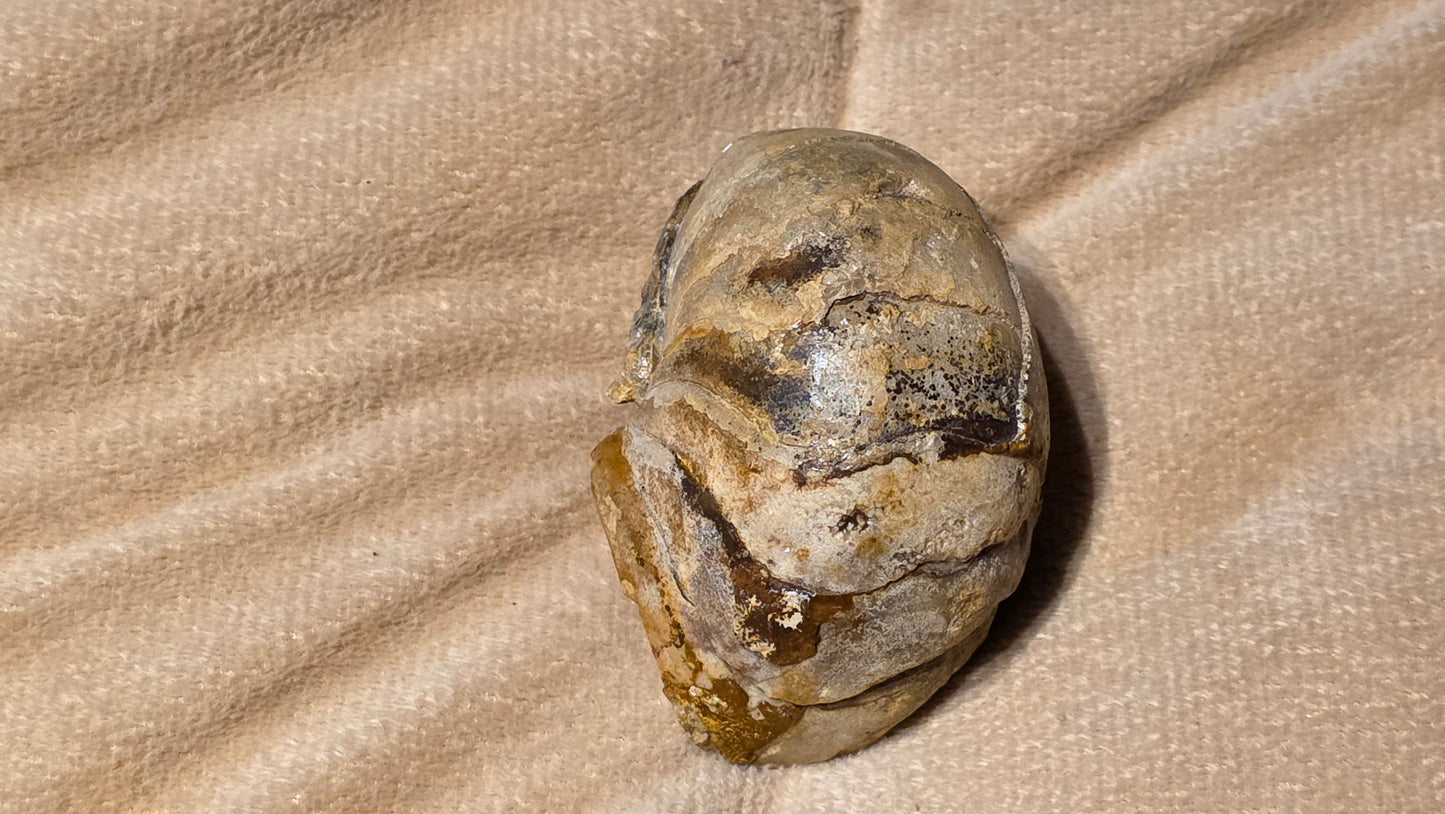 Cenoceras inornatum fossil id djf0118