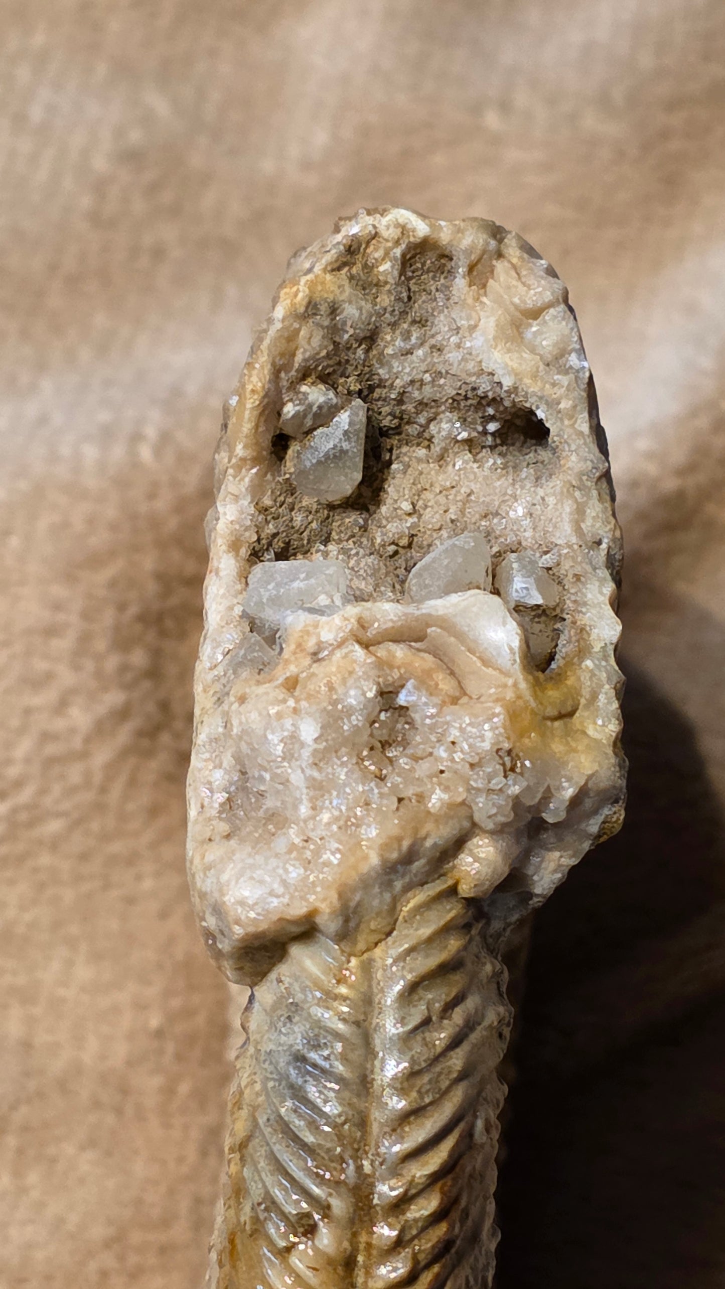 Parkinsonia fossil  id djf0109