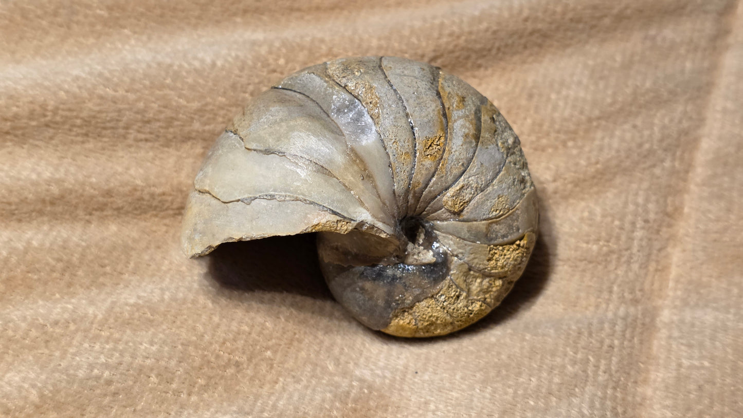 Cenoceras inornatum fossil id djf0117