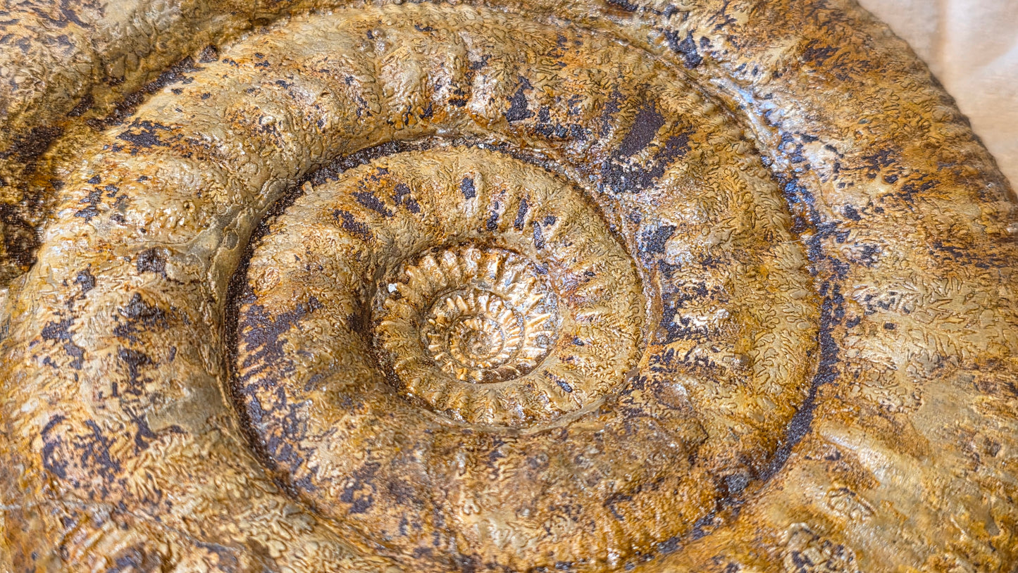 stephanoceras humphriesianum fossil id djf0104